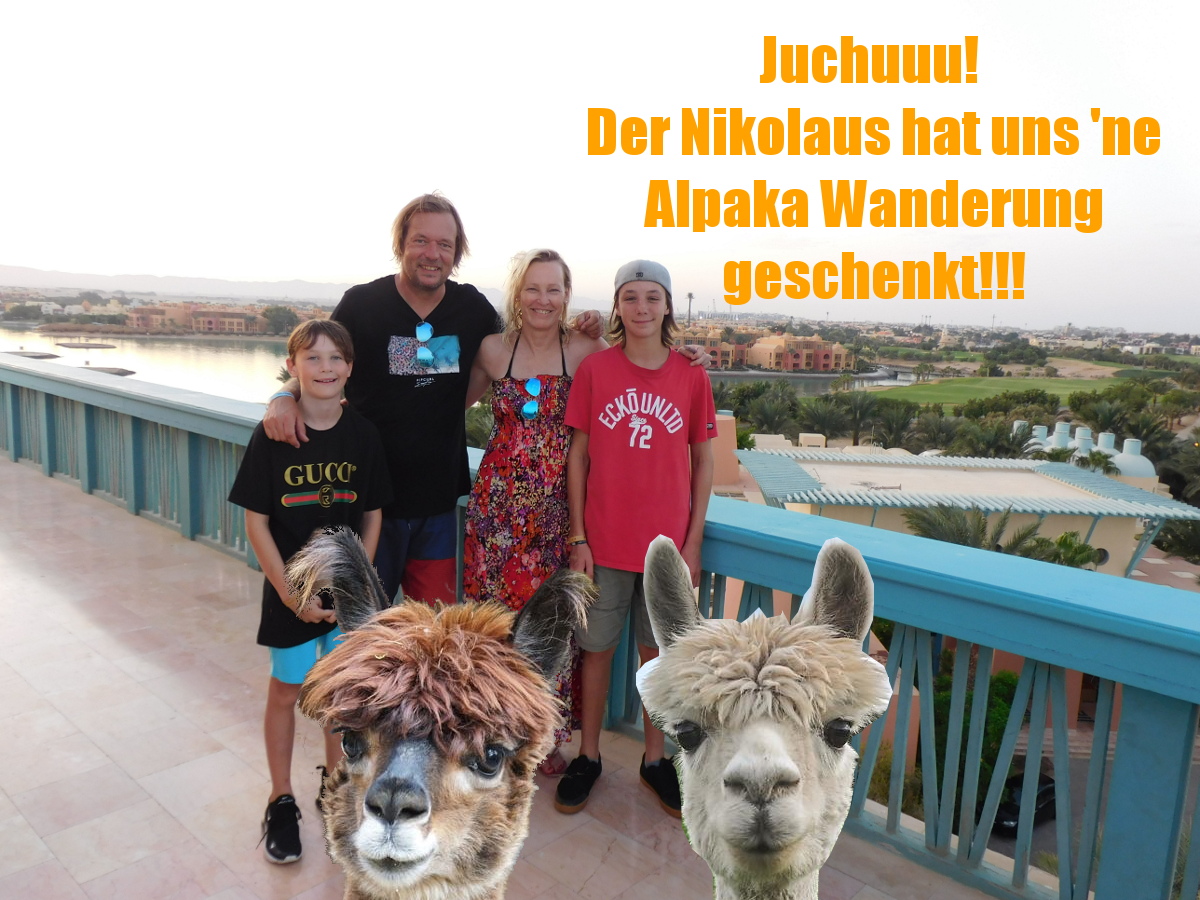 Wir wandern mit Alpakas